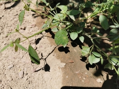 Euphorbia graminea