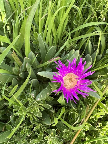Carpobrotus rossii