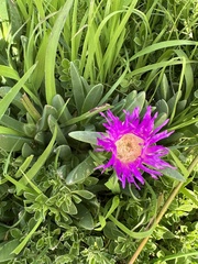 Carpobrotus rossii
