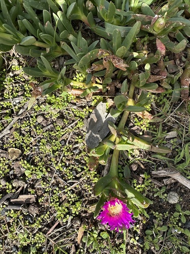 Carpobrotus rossii, photograph 2