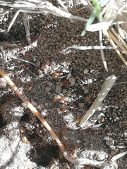 Solenopsis punctaticeps