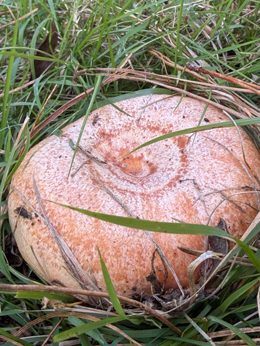 saffron milkcap
