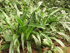 Chlorophytum bowkeri