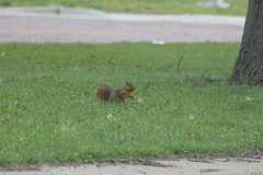 Sciurus niger