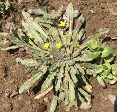 Camissoniopsis micrantha