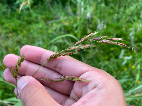 Sorghum bicolor observed 2026-07-12