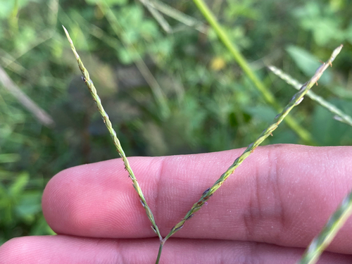 Digitaria radicosa observed 2026-07-12