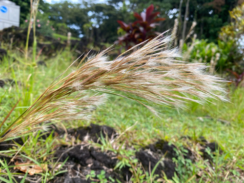 Andropogon tenuispatheus observed 2026-07-12
