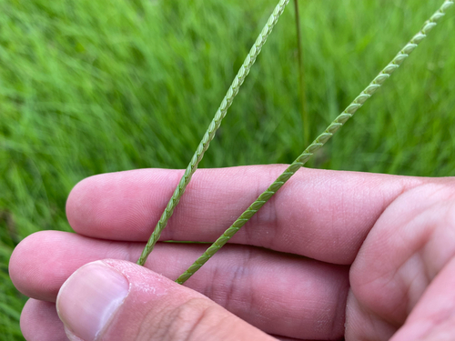Paspalum notatum observed 2026-07-12