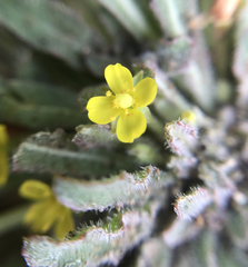 Camissoniopsis micrantha