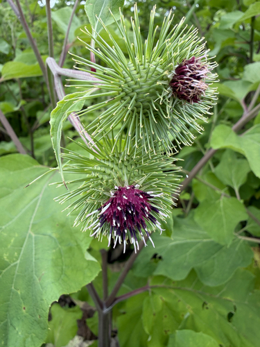 greater burdock