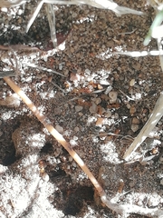 Solenopsis punctaticeps