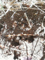 Solenopsis punctaticeps