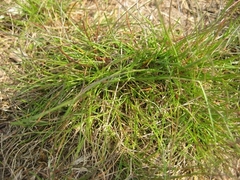 Festuca ovina