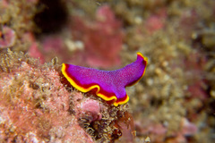 Pseudoceros ferrugineus