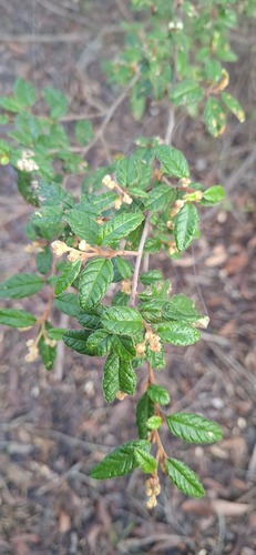 Pomaderris prunifolia, 2026-07-07