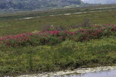 Malephora crocea