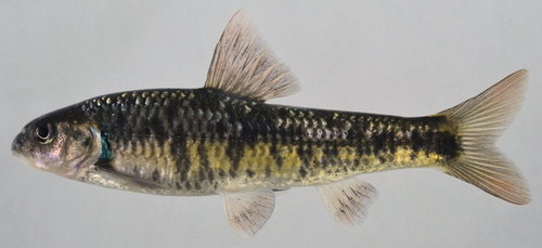 Oily gudgeon (Sarcocheilichthys variegatus) — Cyprinidae — 2