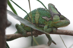 Chamaeleo