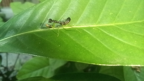 Asian Ant Mantis