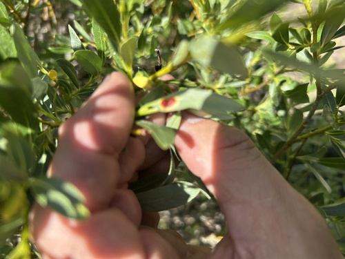iNaturalist observation photo of Willow Apple Gall Sawfly