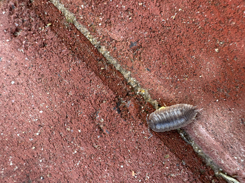 Swift Woodlouse