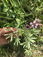 Lupinus microcarpus