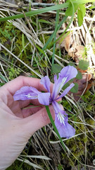 Iris tenax