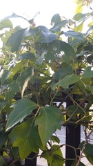 Rhoicissus rhomboidea