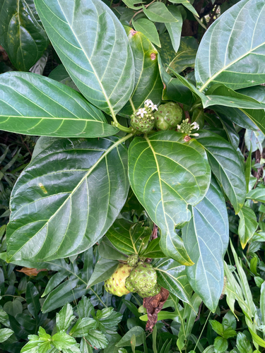 Morinda citrifolia observed 2026-07-12