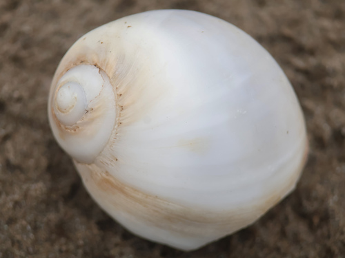 Polinices panamaensis, 2026-07-10