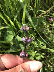 Lupinus microcarpus