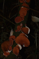 Phillipsia domingensis