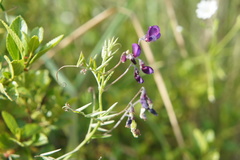 Vicia graminea