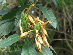 Metarungia longistrobus