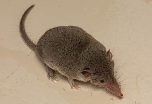 Lesser Dwarf Shrew