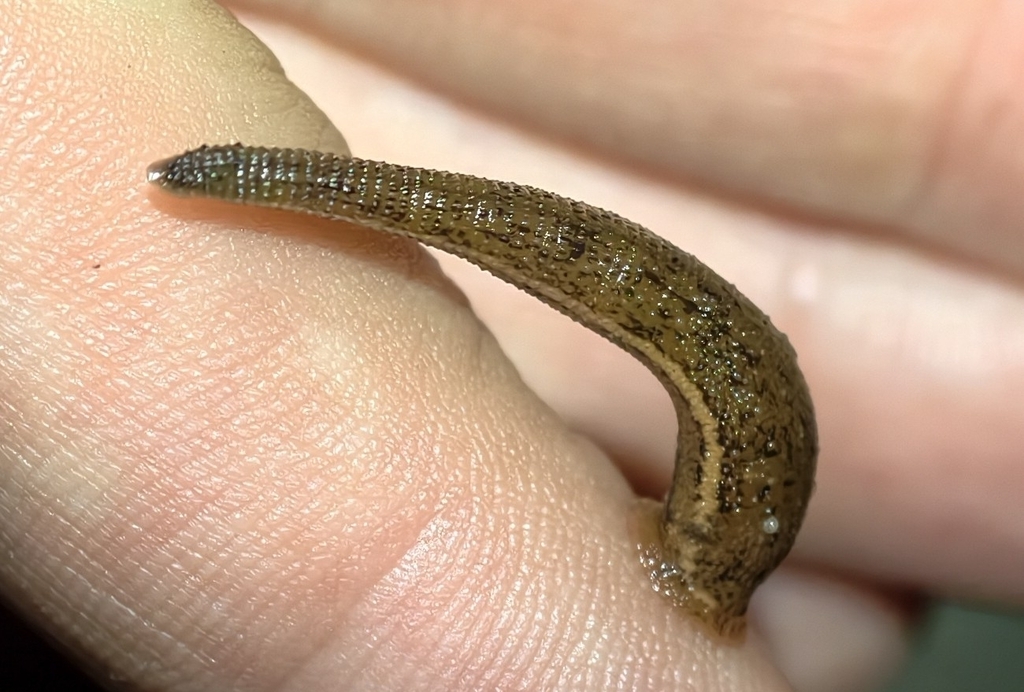Haemadipsa tianmushana
