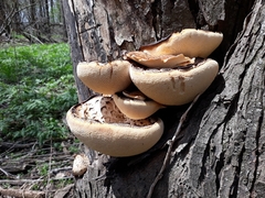 Cerioporus squamosus