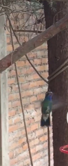 Cynanthus latirostris