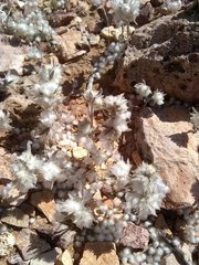 Stylocline micropoides