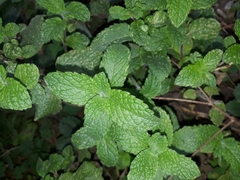 Mentha × rotundifolia
