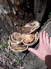 Cerioporus squamosus