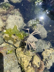 Pyromaia tuberculata