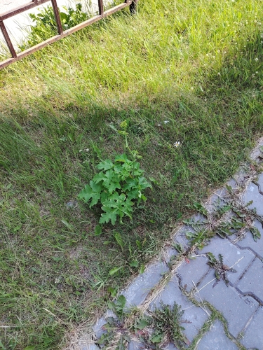 Siberian hogweed