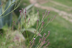 Verbena litoralis