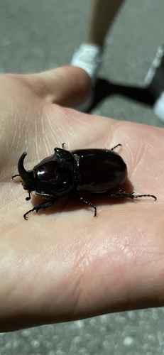 Greek rhinoceros beetle