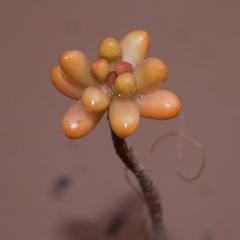 Sedum pachyphyllum