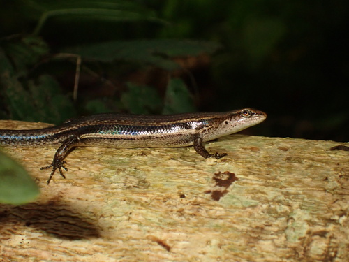 Lampropholis delicata observed 2026-07-11