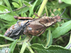 Dracotettix monstrosus