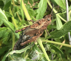 Dracotettix monstrosus